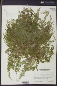 Selaginella atirrensis image