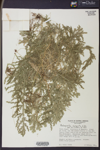 Selaginella eurynota image