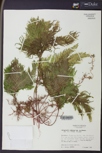 Selaginella umbrosa image