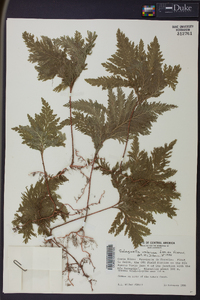 Selaginella umbrosa image