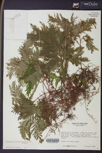 Selaginella umbrosa image