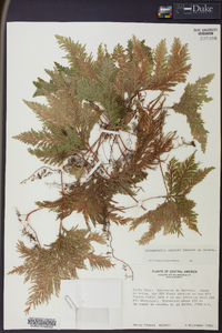 Selaginella umbrosa image