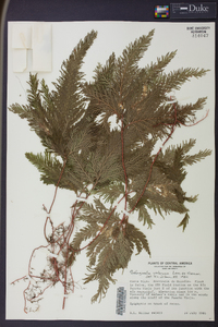 Selaginella umbrosa image