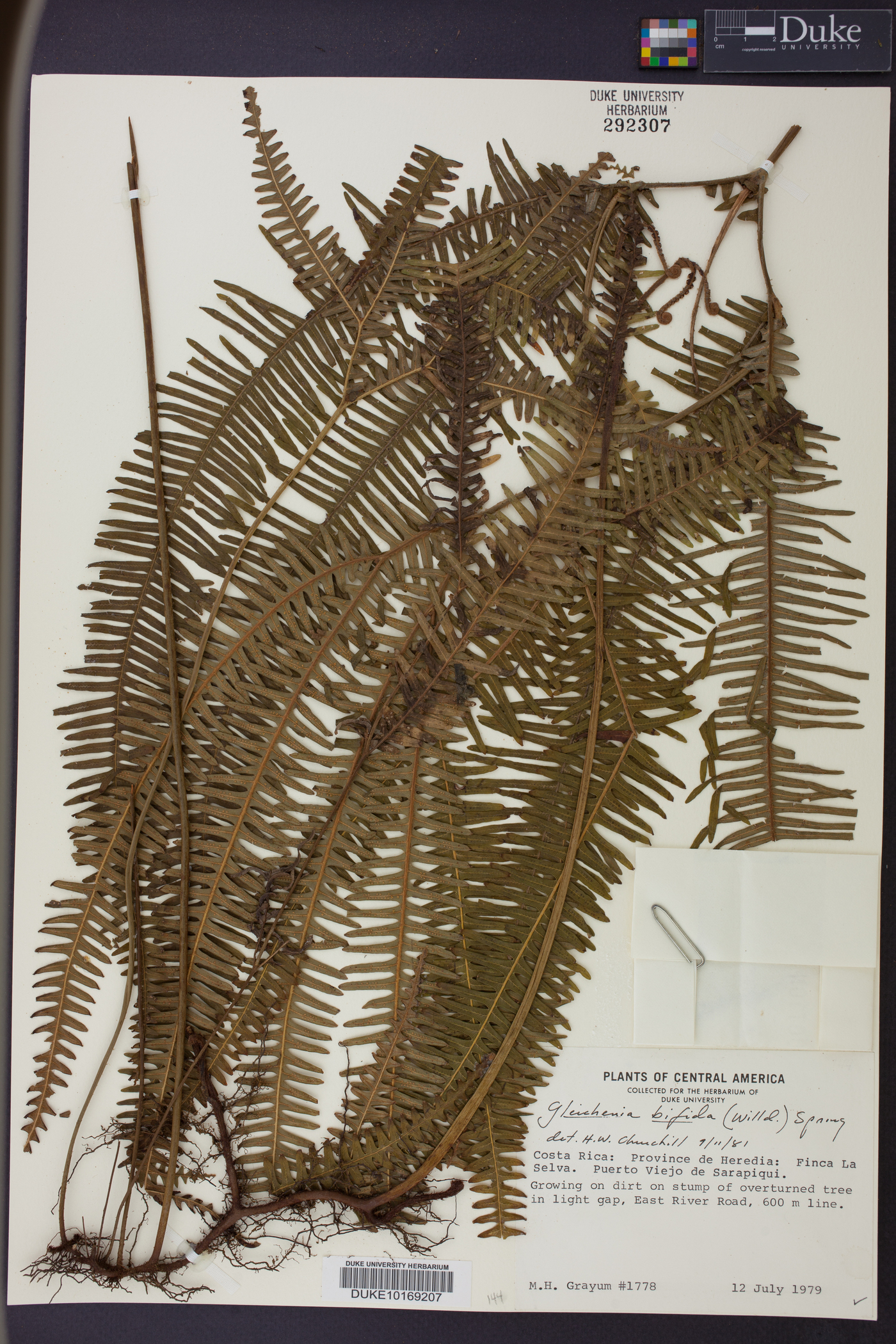 Sticherus bifidus image