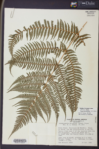 Cyathea bicrenata image