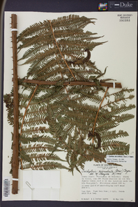 Cyathea microdonta image