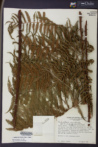 Cyathea microdonta image