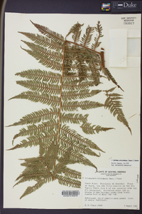 Cyathea microdonta image