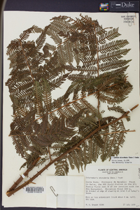 Cyathea microdonta image