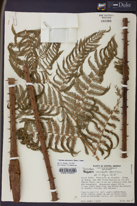 Cyathea microdonta image