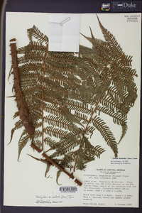 Cyathea microdonta image