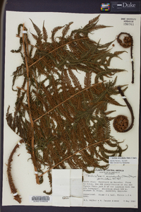 Cyathea microdonta image