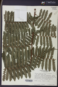 Cyathea multiflora image