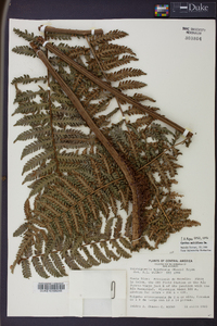 Cyathea multiflora image