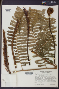 Cyathea multiflora image