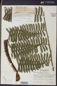 Cyathea multiflora image