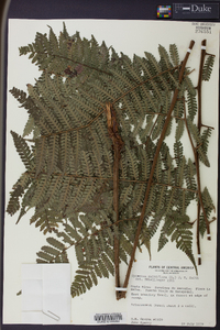 Cyathea multiflora image