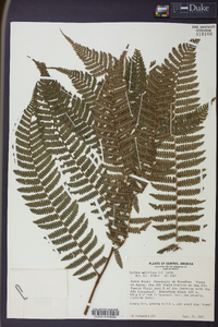 Cyathea multiflora image