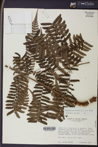 Cyathea multiflora image