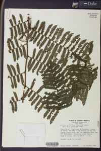 Cyathea multiflora image