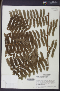 Cyathea multiflora image