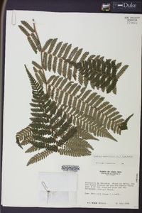 Cyathea multiflora image