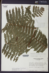 Cyathea multiflora image