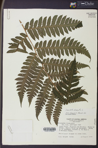Lonchitis hirsuta image