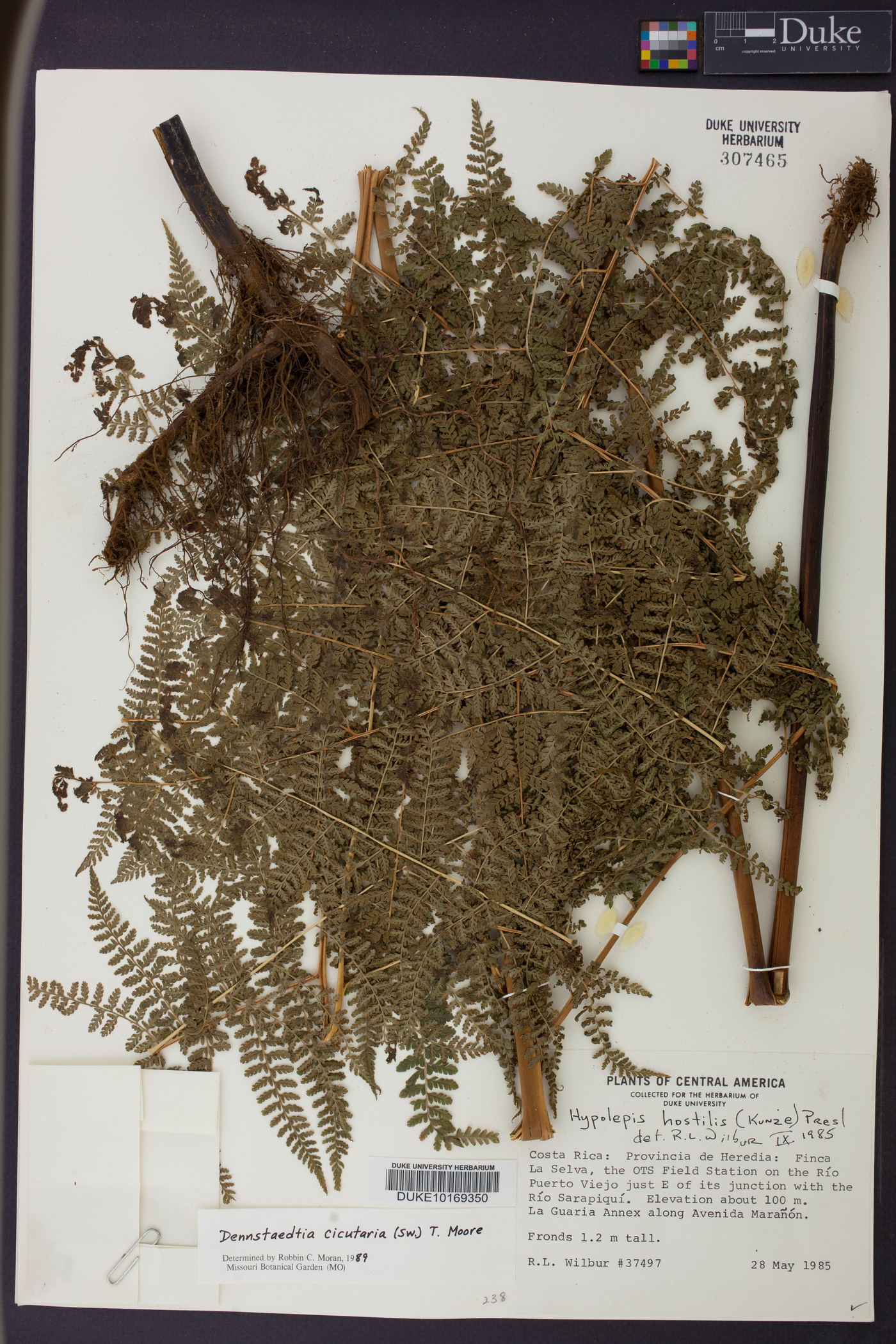 Dennstaedtia cicutaria image