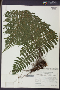 Dennstaedtia obtusifolia image