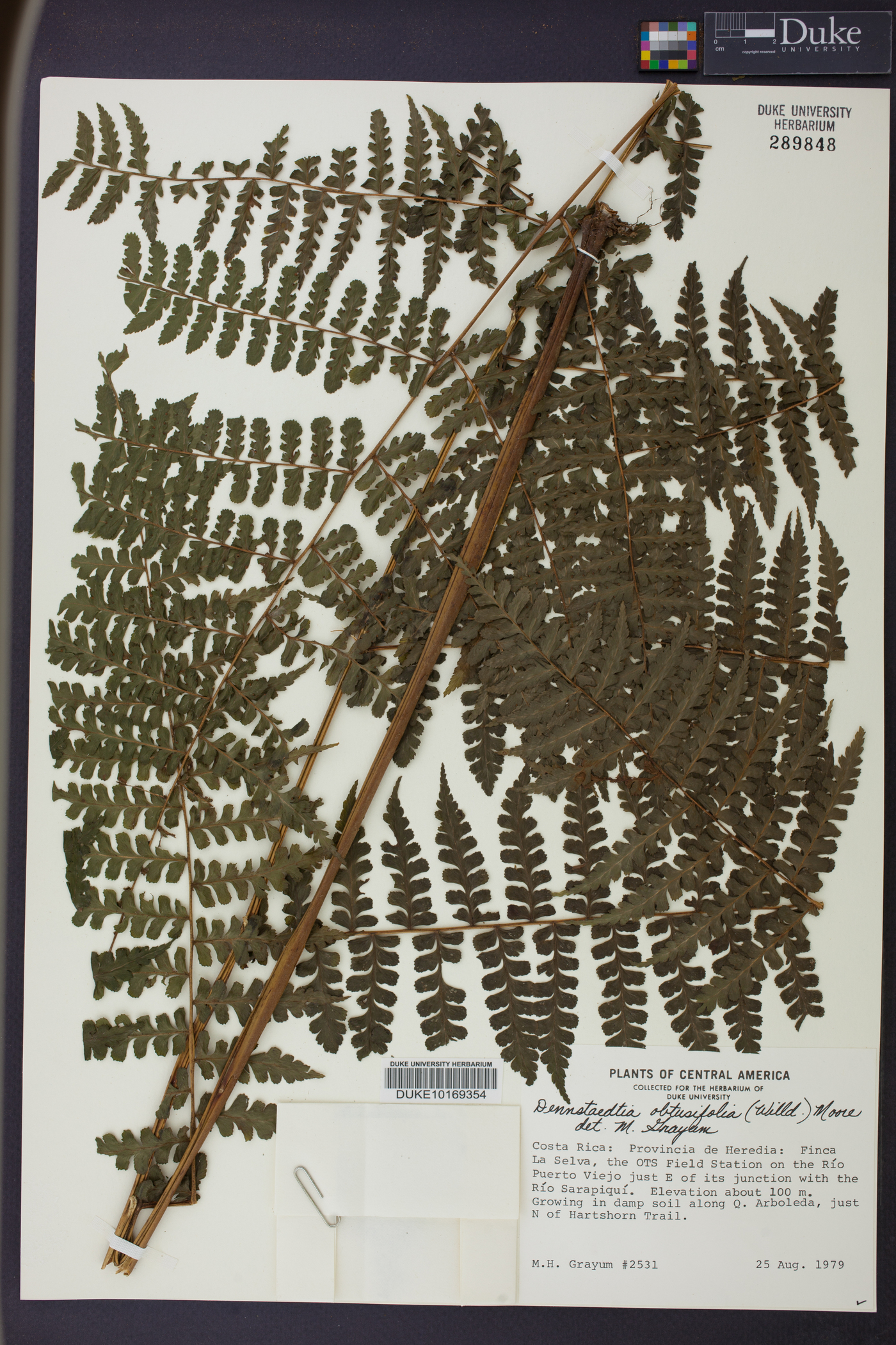 Dennstaedtia obtusifolia image