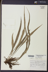 Ananthacorus angustifolius image