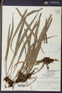 Ananthacorus angustifolius image