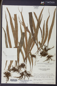 Ananthacorus angustifolius image
