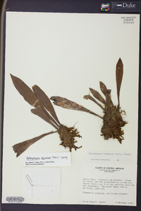 Antrophyum cajenense image