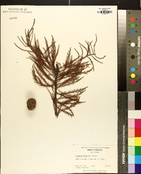 Taxodium ascendens image