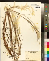Andropogon ternarius image