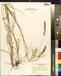 Calamagrostis cinnoides image