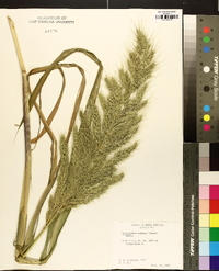 Echinochloa walteri image