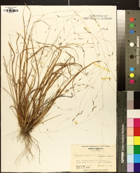 Eragrostis refracta image