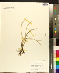 Eremochloa ophiuroides image