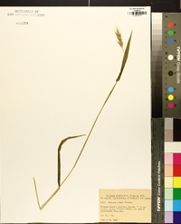 Elymus hystrix image