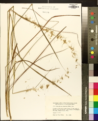 Muhlenbergia glomerata image