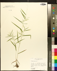 Panicum dichotomum image