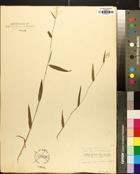 Panicum dichotomum image