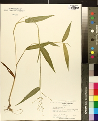 Panicum latifolium image