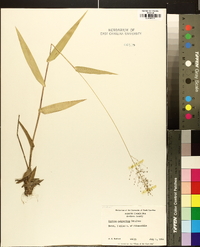 Panicum polyanthes image