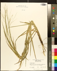 Panicum repens image