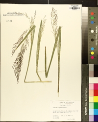 Panicum stipitatum image