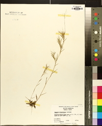 Panicum wrightianum image